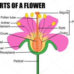 Flower structure and reproduction worksheet