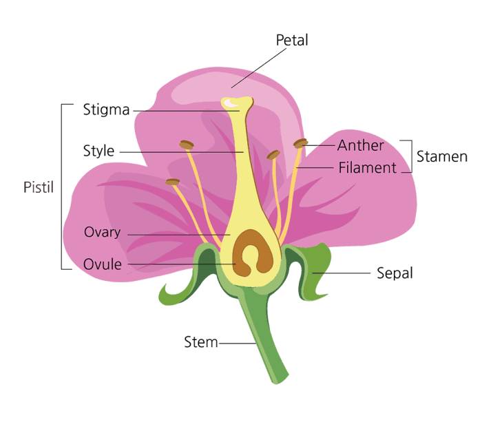 Flower structure and reproduction worksheet