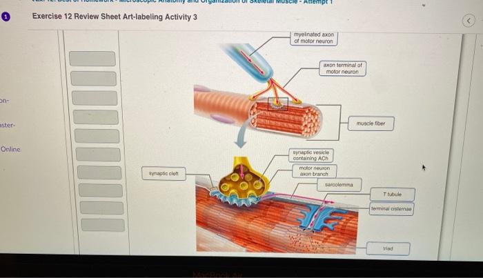 Exercise 12 microscopic anatomy and organization