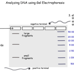 Gel electrophoresis introduction worksheet answers