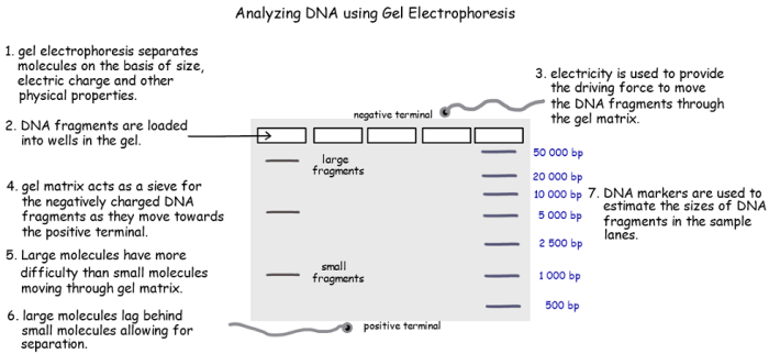 Gel electrophoresis introduction worksheet answers
