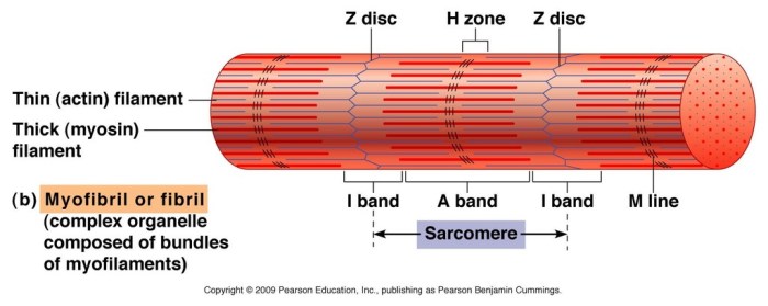 Exercise 12 microscopic anatomy and organization