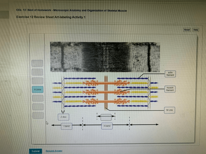 Exercise 12 microscopic anatomy and organization